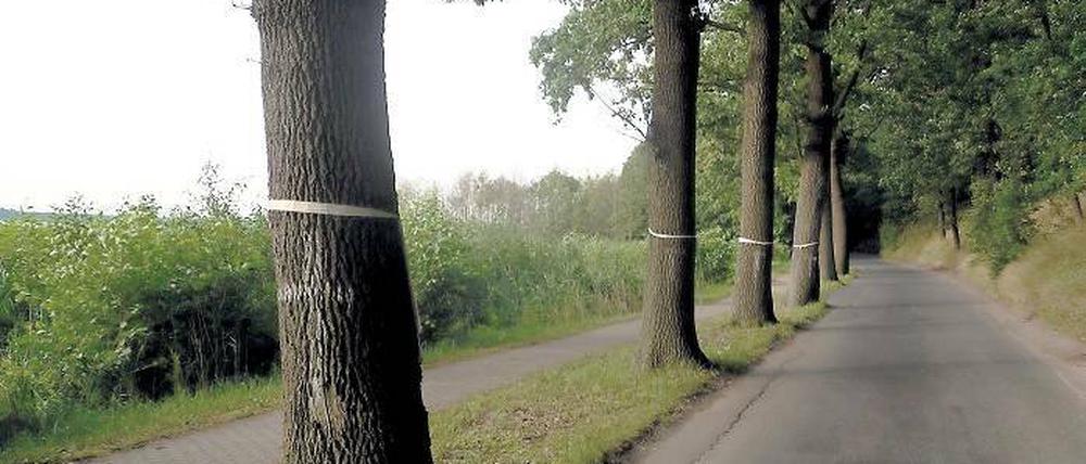 Gnadenfrist. 72 Eichen sollen für den Ausbau der Uferstraße am Schwielowsee gefällt werden. Die Bürgerinitiative hat sie mit weißen Kreuzen und Schleifen makiert.