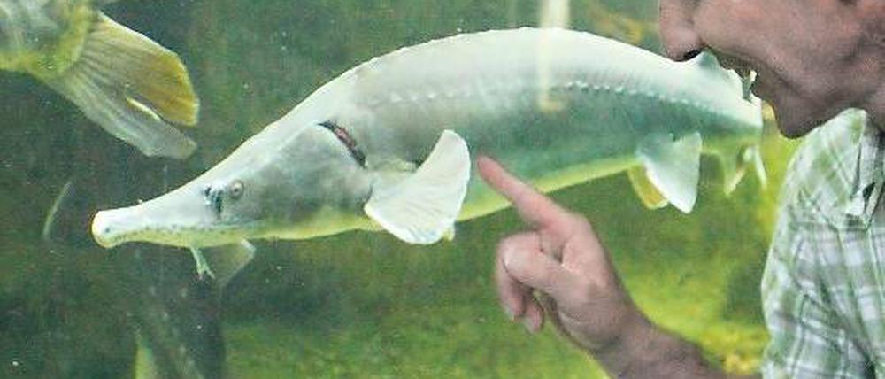 Kühl und lehrreich. 16 Grad sind es im Aquarium des Naturkundemuseums.