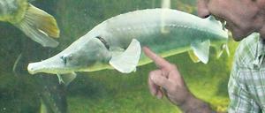 Kühl und lehrreich. 16 Grad sind es im Aquarium des Naturkundemuseums.