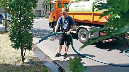 Alle zehn Tage 150 Liter. Maik Schnabel von der Firma Baum- und Landschaftspflege Hanisch kümmert sich um eine junge Eiche im Kirchsteigfeld. 4000 Liter passen in den Tank – die Stadt ist mit zwei Multicars unterwegs.
