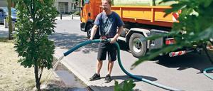 Alle zehn Tage 150 Liter. Maik Schnabel von der Firma Baum- und Landschaftspflege Hanisch kümmert sich um eine junge Eiche im Kirchsteigfeld. 4000 Liter passen in den Tank – die Stadt ist mit zwei Multicars unterwegs.