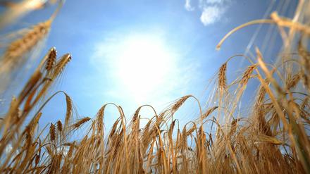 Meteorologen erwarten für das Wochenende Rekordhitze.