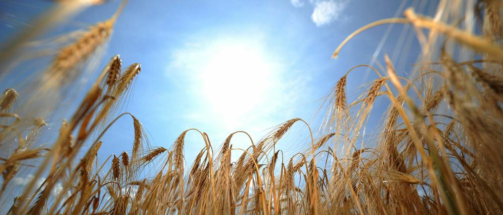 Meteorologen erwarten für das Wochenende Rekordhitze.