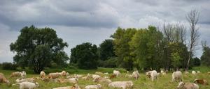 Als wäre nichts gewesen: 30 Rinder waren eine Woche lang verschwunden - dann tauchten sie wieder auf.