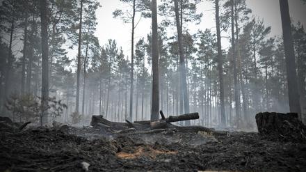 Nirgends in Deutschland gibt es so viele Waldbrände wie in Brandenburg.