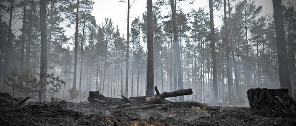 Nirgends in Deutschland gibt es so viele Waldbrände wie in Brandenburg.