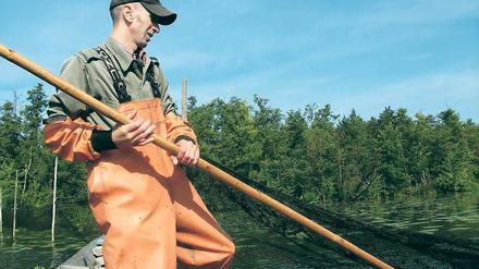 Ärger in der Sommerzeit: Berufsfischer Stefan Ramdohr aus Werder (Havel) berichtet von professionellen Banden, die nicht selten den gesamten Fang plündern. .