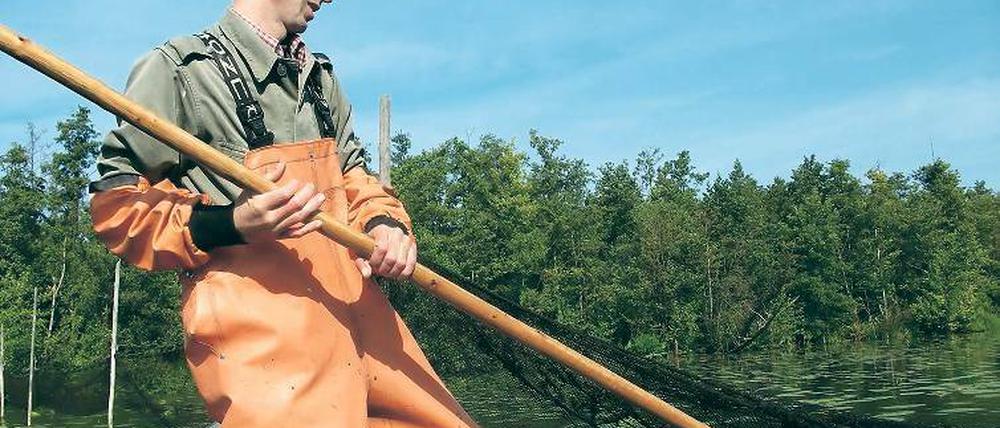 Ärger in der Sommerzeit: Berufsfischer Stefan Ramdohr aus Werder (Havel) berichtet von professionellen Banden, die nicht selten den gesamten Fang plündern. .