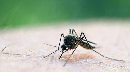 Lass stechen. Je wärmer und feuchter es ist, desto mehr Mücken gibt es.