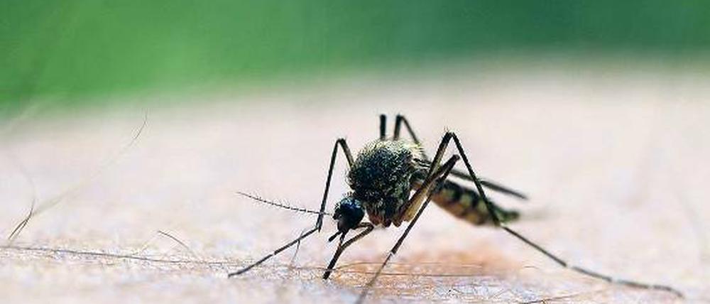 Lass stechen. Je wärmer und feuchter es ist, desto mehr Mücken gibt es.