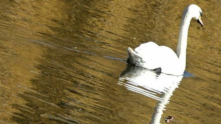 Erst im Frühjahr legte ein Schwan den Potsdamer Berufsverkehr lahm.