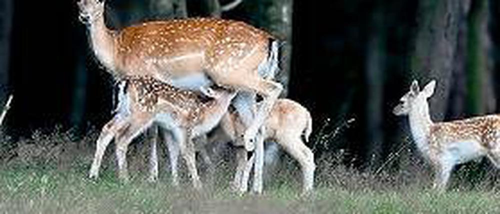 Kräftigend. Die Milch der Damhirsche hat einen Fettgehalt von 10,8 Prozent.