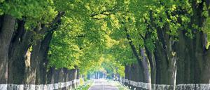 Man muss sich nicht gleich dagegen fahren. Alleen in Brandenburg gibt es zahlreiche. Sie sind schön anzusehen und laden ein, das Land zu entdecken. Wem das zu viel Mühe bereitet, der kann auch das „Brandenburgische Hausbuch“ lesen.