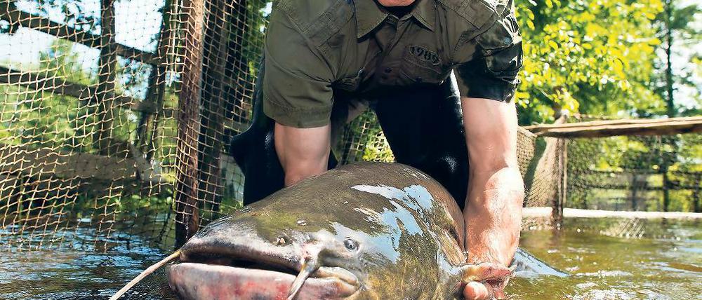 Auch groß. Wolfgang Richter mit einem rund 1,80 Meter langen Wels.