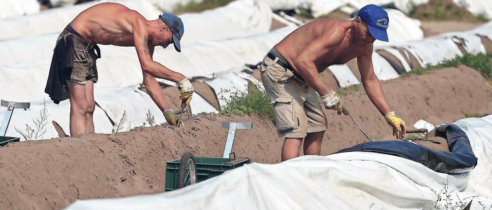 Ernte im Akkord. Die Hitze der vergangenen Tage hat den Spargel wie hier bei Klaistow schnell wachsen lassen.