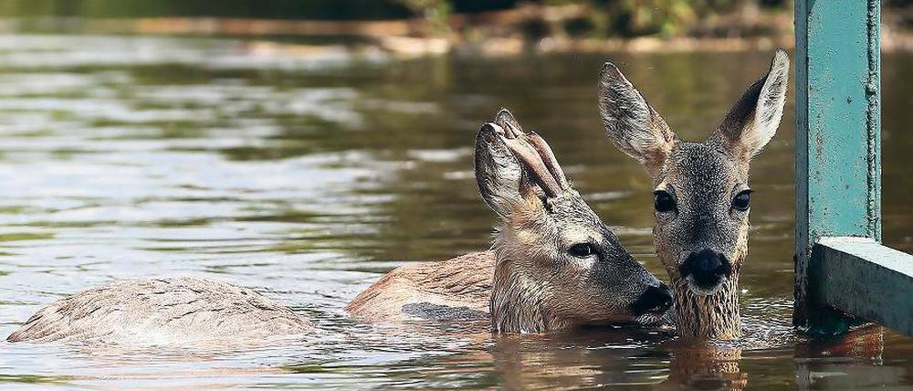 Ertrunken. Das Hochwasser hat massive Folgen für die Tierwelt. Nicht nur Rehe, sondern auch Biber kamen in den Fluten um.