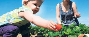 Sparen bei der Selbstpflücke. Das hat sich auch Paulina gedacht, die mit Mama Annemarie in Klaistow unterwegs war.