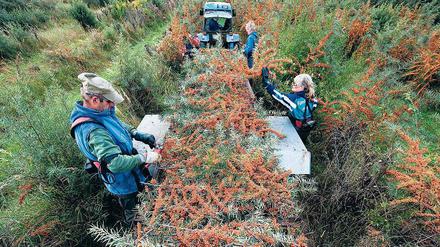 Aus der Region. Der Sandorn wird auf Plantagen bei Petzow geerntet.