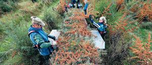 Aus der Region. Der Sandorn wird auf Plantagen bei Petzow geerntet.