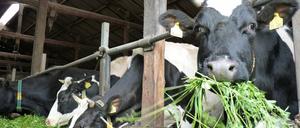 Klee aus dem Naturschutzgebiet - Anja Rabes Kühe bekommen nur das Beste.