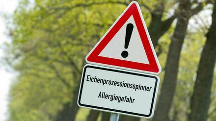 Die Brennhaare des Eichenprozessionsspinners führen zu unangenehmen Hautausschlägen und schmerzhaftem Jucken - die sogenannte "Raupen-Dermatitis".
