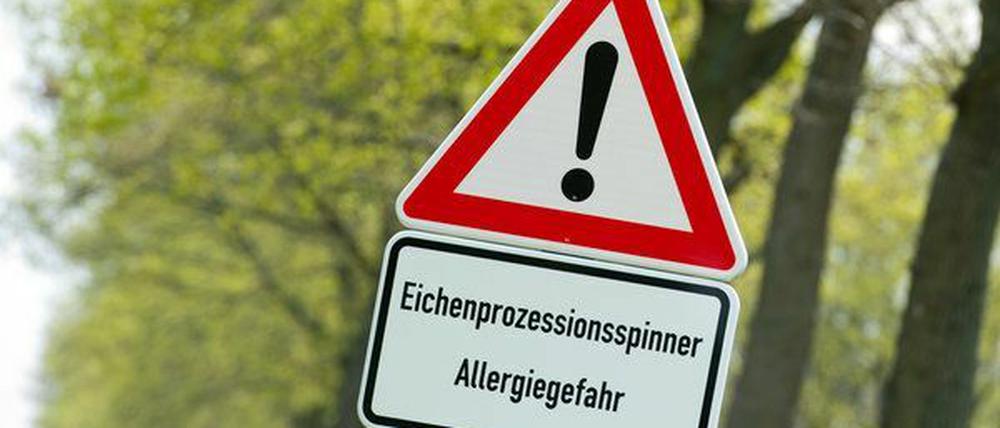 Die Brennhaare des Eichenprozessionsspinners führen zu unangenehmen Hautausschlägen und schmerzhaftem Jucken - die sogenannte "Raupen-Dermatitis".
