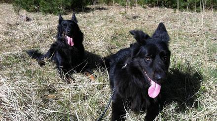 Schäferhund-Mischling "Lucky" hat einen ausgeprägten Jagdtrieb - er kann aber auch mal stillsitzen.