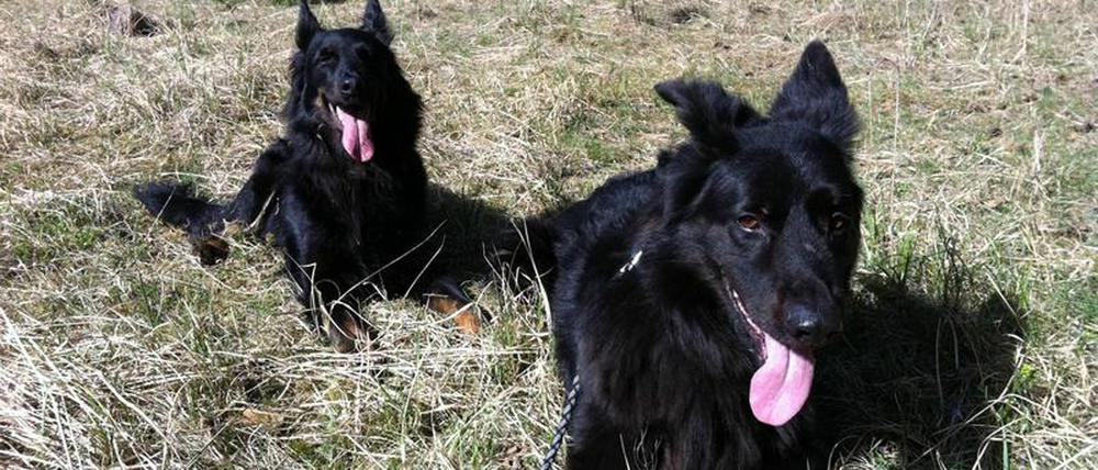 Schäferhund-Mischling "Lucky" hat einen ausgeprägten Jagdtrieb - er kann aber auch mal stillsitzen.