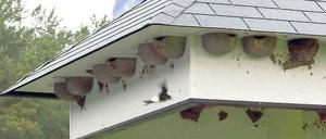 Alternatives Wohnen. Das Schwalbenhotel am Golfplatz Kemnitz.