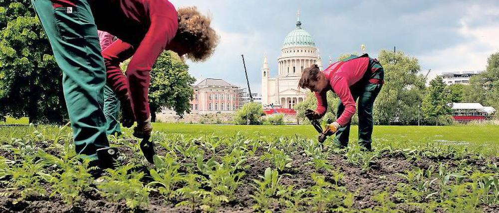 Am Boden. Allein auf der Freundschaftsinsel sind in dieser Woche 9 000 Salbei-, Cosmea- und Gaura-Pflanzen gepflanzt worden.