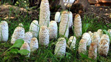 Wenn es nicht mit dem Spargel klappt, dann vielleicht mit dem "Spargelpilz" (Coprinus comatus): Zum Start der Pilzsaison werden sicherlich einige dieser Exemplare im Kochtopf landen.