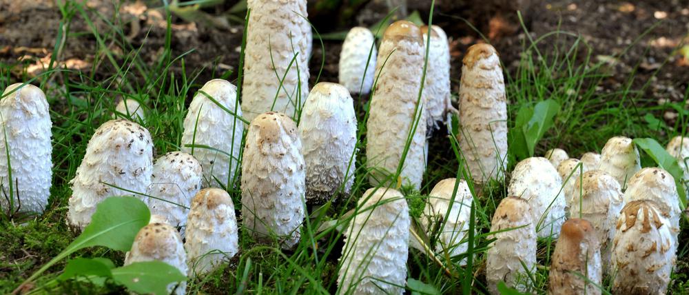 Wenn es nicht mit dem Spargel klappt, dann vielleicht mit dem "Spargelpilz" (Coprinus comatus): Zum Start der Pilzsaison werden sicherlich einige dieser Exemplare im Kochtopf landen.