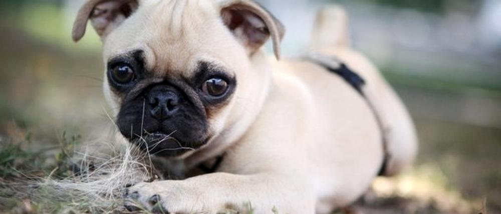 Mopsfidel? Von wegen, die Hundewelpen, die ein Paar aus Wildenbruch verkaufte, waren kurzatmit, mit Würmern und Flöhen befallen oder hatten Herzanomalien.