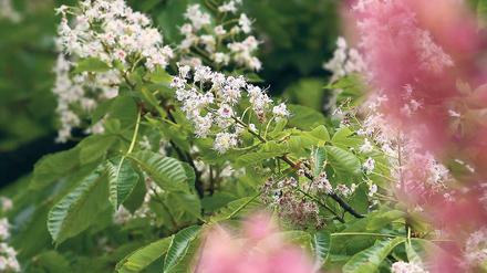 In voller Blüte. Potsdams Kastanien geht es wieder besser.