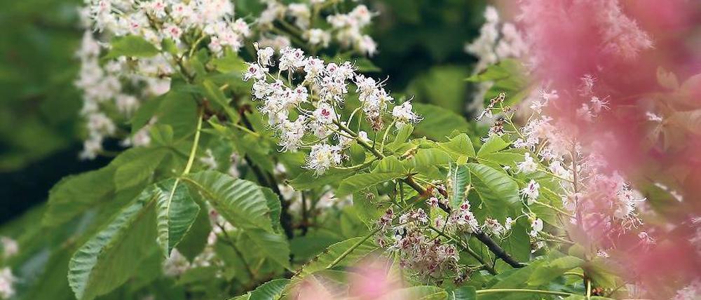 In voller Blüte. Potsdams Kastanien geht es wieder besser.