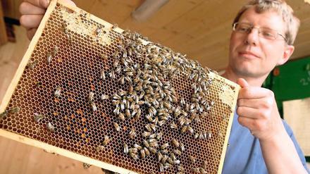 Freut sich auf den ersten Rapshonig. Freizeitimker Klaus Seliger trägt selten seinen Schutzanzug, wenn er in sein Bienenhaus geht. „Das vermittelt doch nur, dass man vor den Bienen Angst haben müsste“, sagt er. Natürlich werde er ab und zu gestochen – aber das sei gut gegen Rheuma.