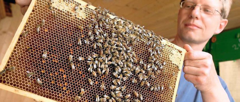 Freut sich auf den ersten Rapshonig. Freizeitimker Klaus Seliger trägt selten seinen Schutzanzug, wenn er in sein Bienenhaus geht. „Das vermittelt doch nur, dass man vor den Bienen Angst haben müsste“, sagt er. Natürlich werde er ab und zu gestochen – aber das sei gut gegen Rheuma.