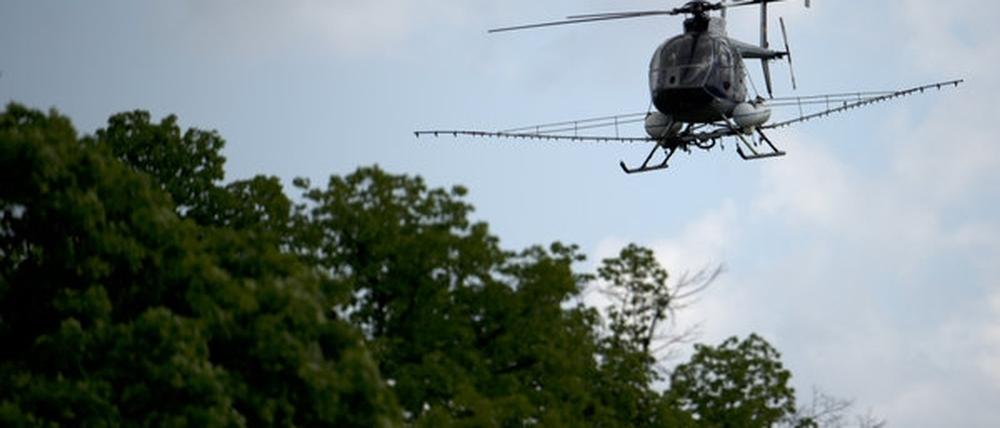 Am Donnerstag wird in Potsdam-Mittelmark wieder aus der Luft gegen den Eichenprozessionsspiner gesprüht.