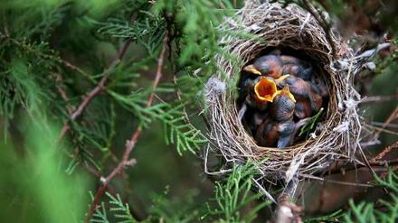 Hungriger Vogelnachwuchs: Das Insektizid Dipel ES tötet zwar die giftigen Eichenprozessionsspinner, leider aber auch anderes Futter für Jungvögel.