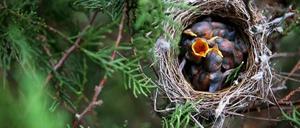 Hungriger Vogelnachwuchs: Das Insektizid Dipel ES tötet zwar die giftigen Eichenprozessionsspinner, leider aber auch anderes Futter für Jungvögel.