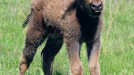 Neuankömmling. Ein Wisent-Kalb steht im Schaugehege.
