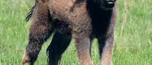 Neuankömmling. Ein Wisent-Kalb steht im Schaugehege.
