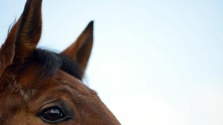 170 Pferde haben Halter in Neuruppin vernachnässigt - und fast völlig aushungern lassen.