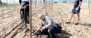 Die eigene Rebe gesetzt. Jürgen Prachnan am Mittwoch am Galgenberg.