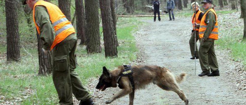 Trotz intensiver Suche konnte die Polizei den Kopf des Toten, der in einem Waldstück bei Treuenbrietzen gefunden wurde, nicht finden.