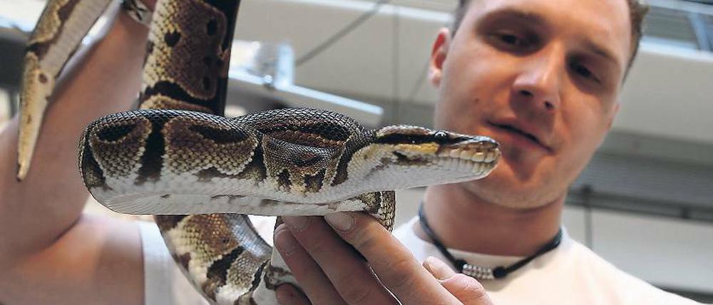 Nicht glitschig. Pfleger Michael Ricker mit einem Königspython.