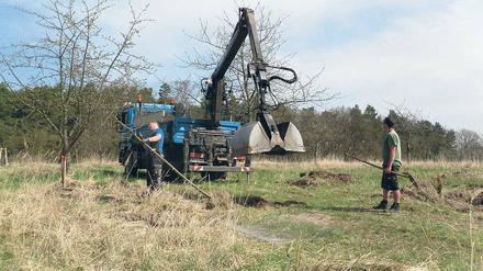 Hoffnungsschimmer. Am Töplitzer Heidberg werden jetzt die ersten neue Obstbäume gepflanzt.