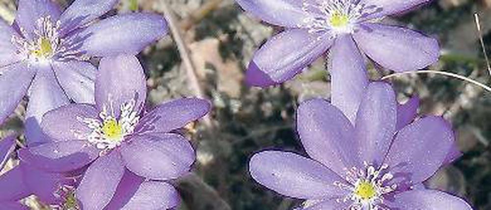 Waldfreund. Das Leberblümchen.