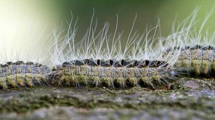 Den ekligen Raupen will das Land auf die Pelle rücken - am liebsten aus der Luft. Noch ist das Insektizid aber nicht zugelassen.