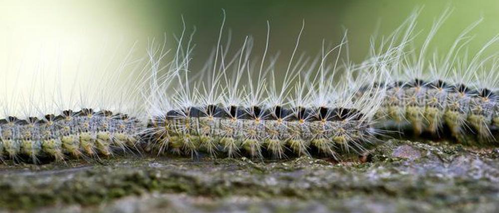 Den ekligen Raupen will das Land auf die Pelle rücken - am liebsten aus der Luft. Noch ist das Insektizid aber nicht zugelassen.